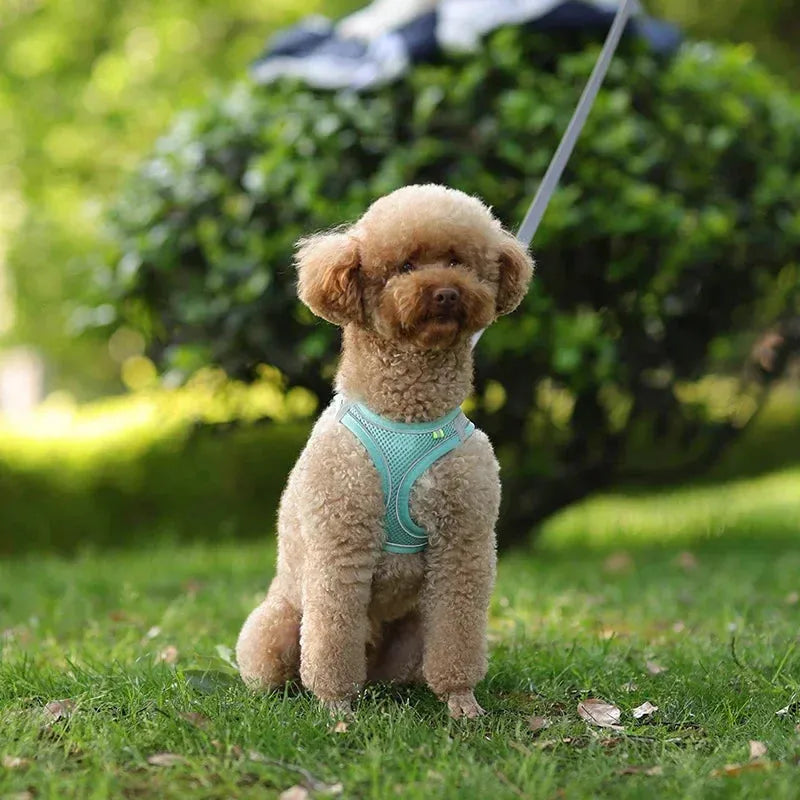 The Growing Mart Puppy Harness Set Adjustable No-Pull Leash Combo