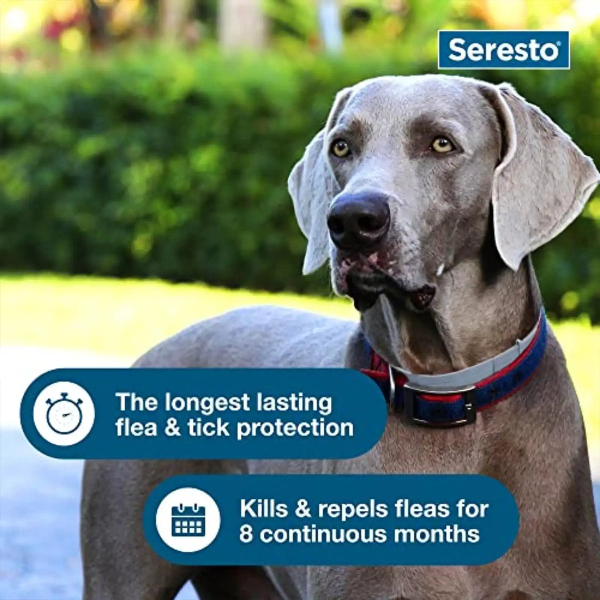 Flea & Tick Collar for Large Dogs , 8 Month Protection