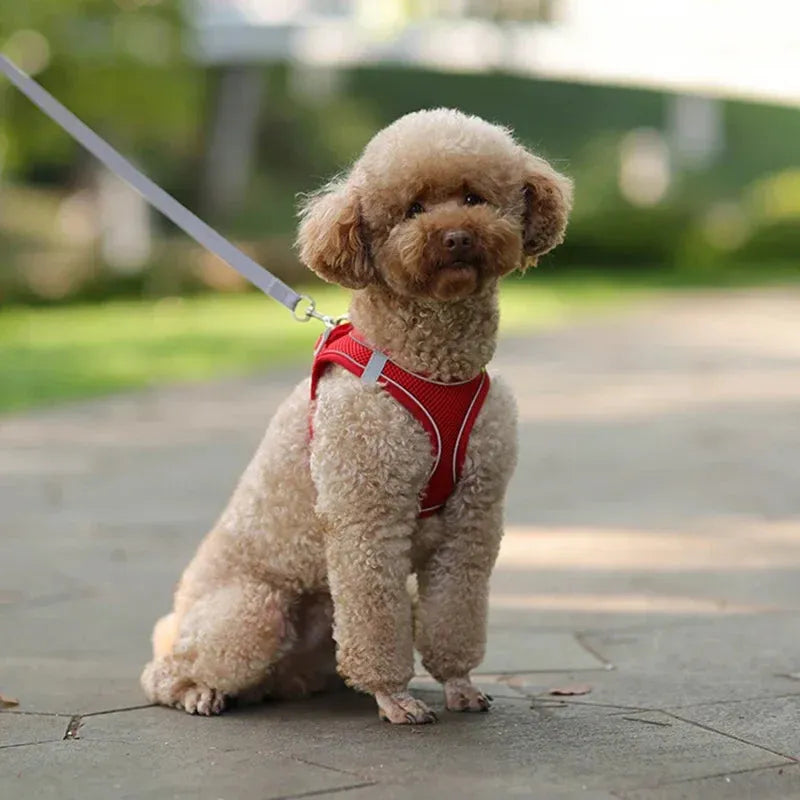 The Growing Mart Puppy Harness Set Adjustable No-Pull Leash Combo